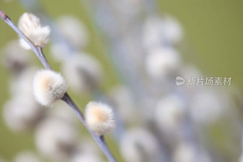 柳树开花了