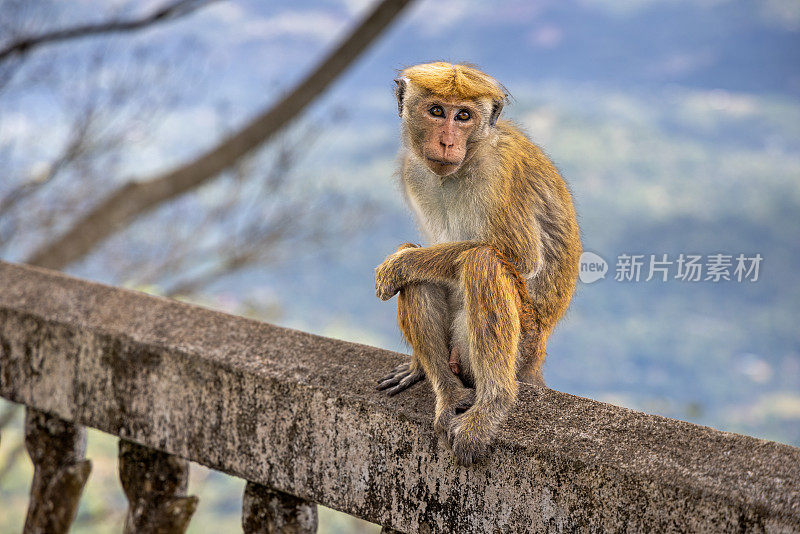 猕猴或中国猕猴为摄影师摆姿势