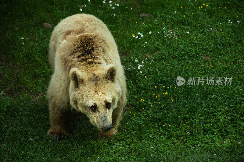 春天的熊