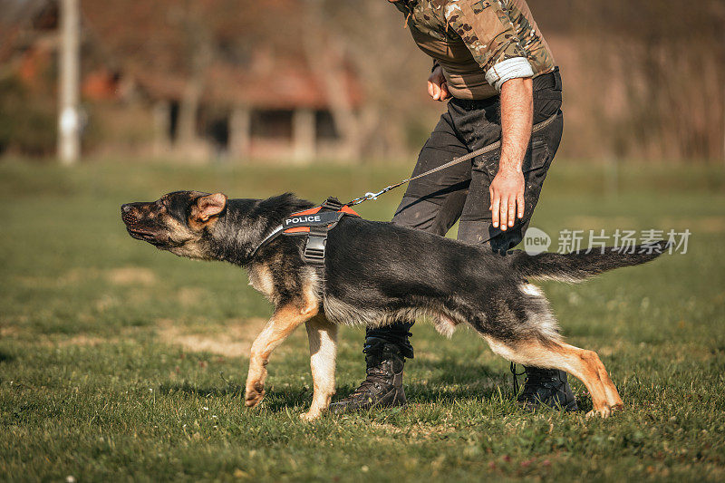 德国牧羊犬好斗的狗训练服从