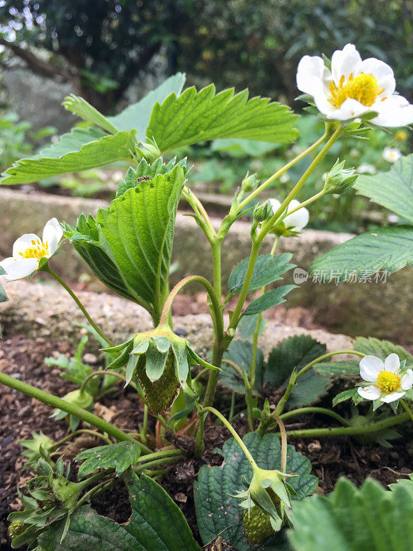 草莓果实和草莓花植物