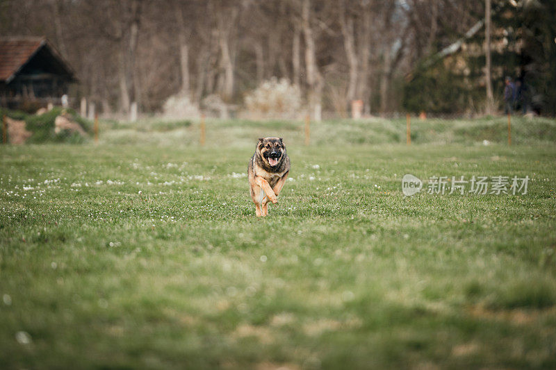 训练中的德国牧羊犬K-9警犬