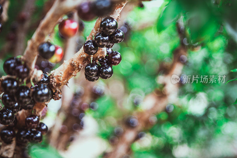 Jabuticaba