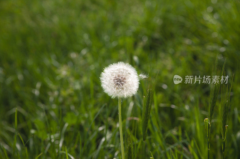 白色蓬松的蒲公英花头上的选择性模糊，干燥，准备在空气中传播种子，在夏天，在一个领域。它也被称为蒲公英，是一种花。
