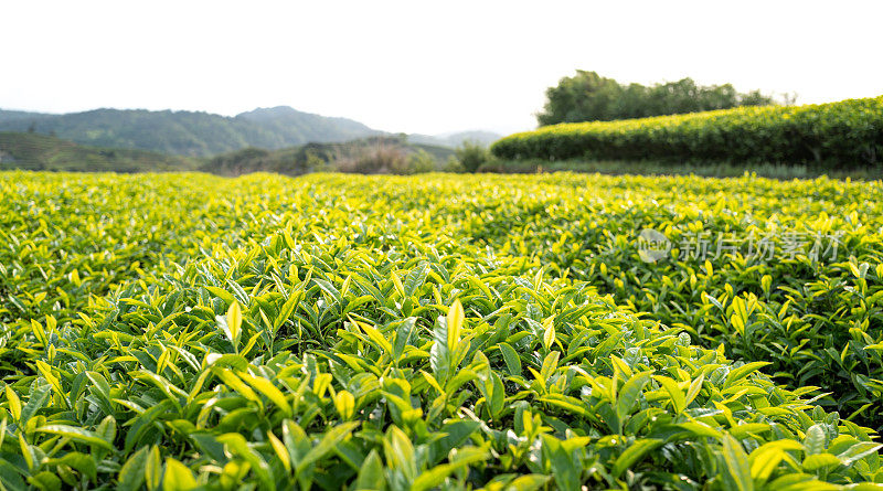 茶园在春天收获月份