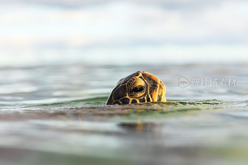 绿海龟在海洋中露出水面的特写
