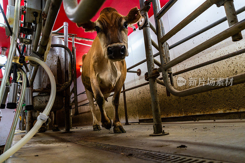 一个四十多岁的男人经营着一家小型有机奶牛场，勤奋地照料着心满意足的奶牛。这位农民穿着白色t恤和牛仔裤，熟练地使用自动挤奶机，奶牛欢快地跑进狭窄的挤奶室。