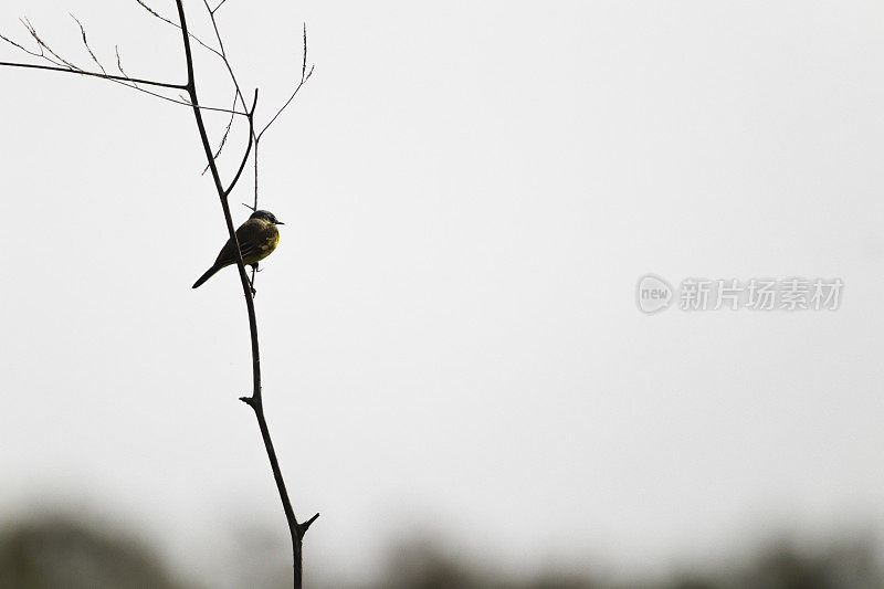 西部黄鹡鸰