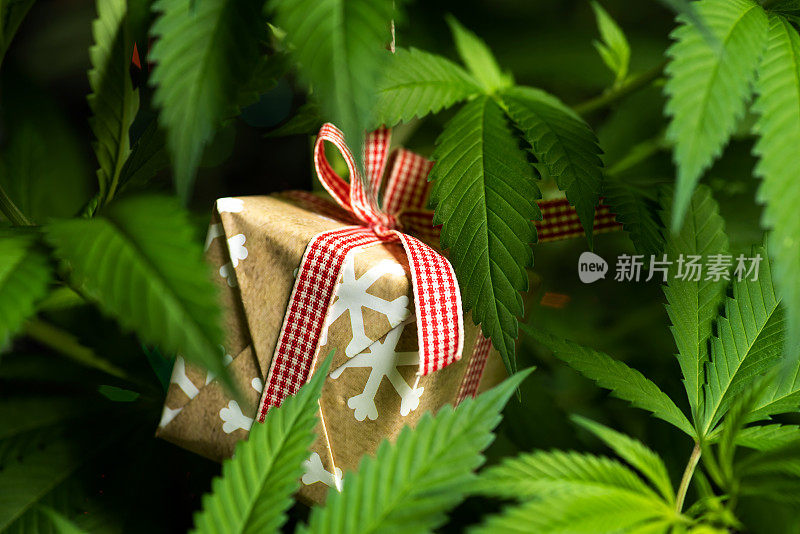 大麻植物上的新年礼物