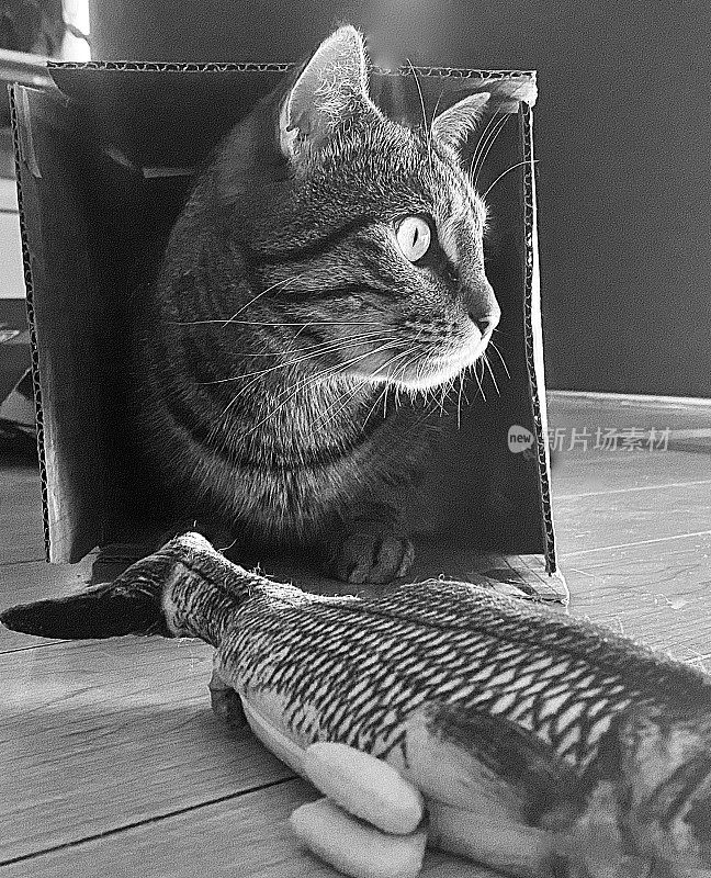 猫在盒子里玩