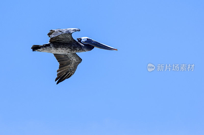 棕鹈鹕飞越太平洋海岸的低角度视角