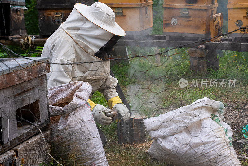 一个人在为蜜蜂准备熏烟器。烟熏器是一种基本的养蜂工具，在维护和检查蜂群时用于使蜜蜂平静下来