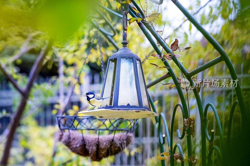 在秋天的黄色花园里，嘴里衔着一粒种子的山雀坐在装满种子的喂鸟器上