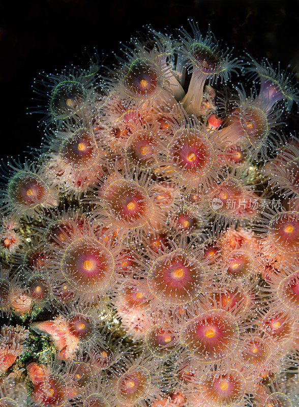 草莓海葵，加州海葵是一种色彩鲜艳的珊瑚虫群落。棒状海葵和草莓珊瑚。蒙特利湾，加利福尼亚。
