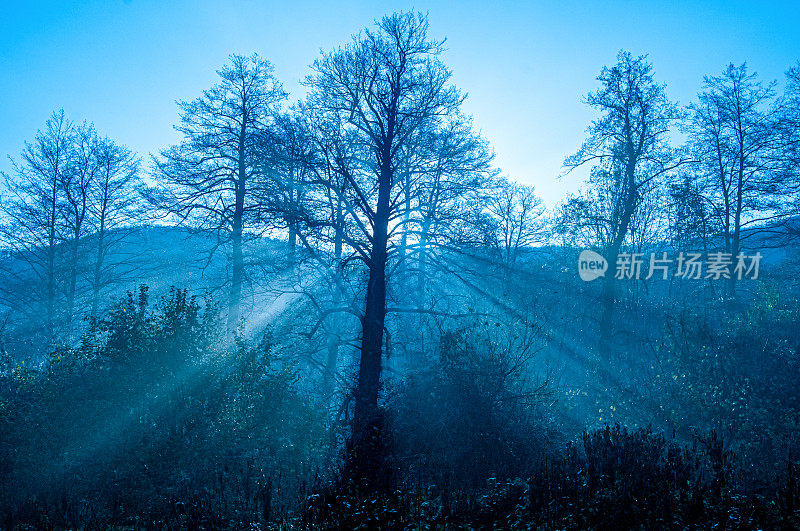 晴空万里的早晨，从树后射来的一束光