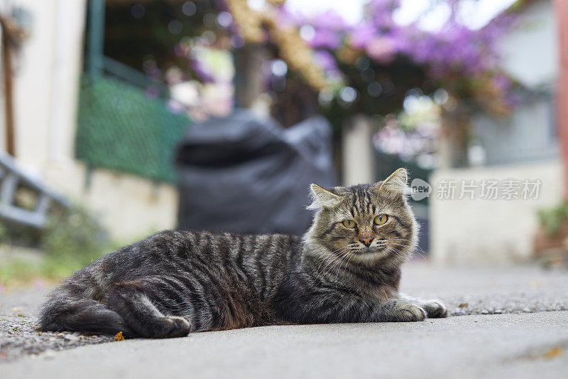 这是一只长着长发和美丽眼睛的流浪虎斑猫的肖像