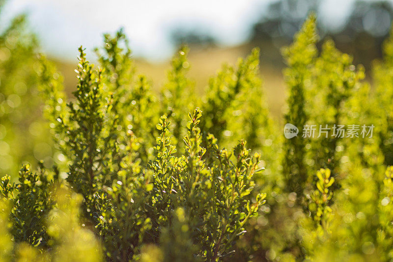 在南加州山上发现的本地绿色叶子