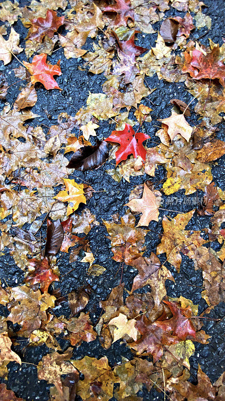 地上的湿叶子