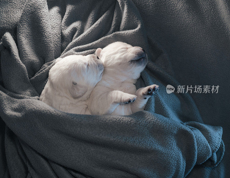 第16天新生的白色拉布拉多犬睡在毯子里