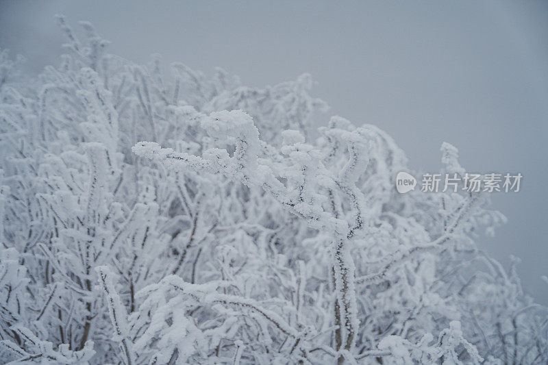 山中硬霜冰(雪晶)