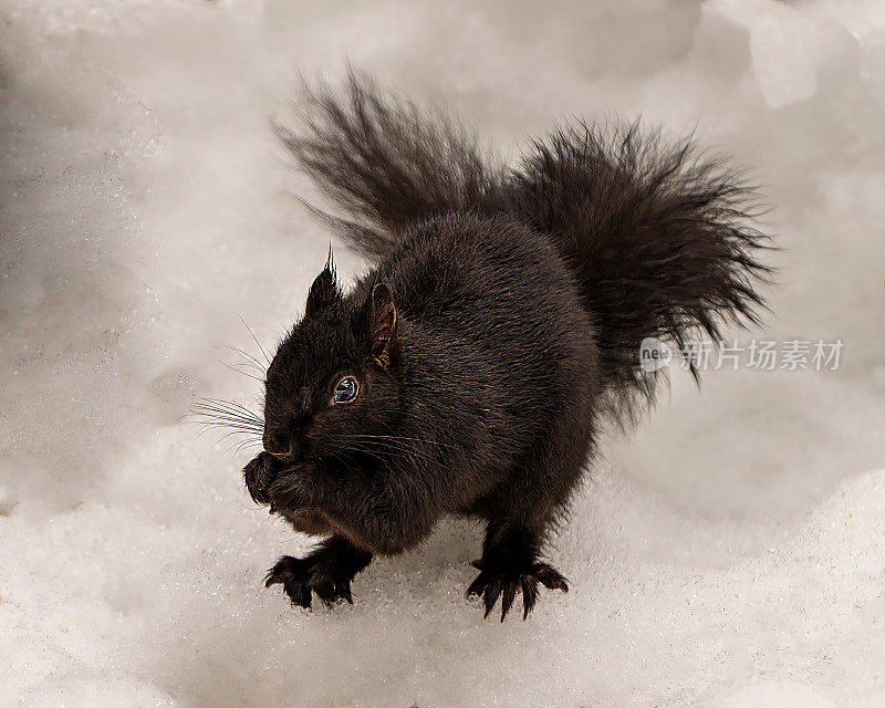 松鼠照片和图像。冬天的近景，它坐在雪地上的环境和栖息地周围，呈现黑色和浓密的尾巴。