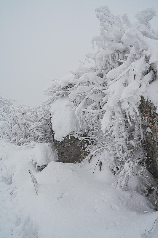 树枝上的雪(硬霜)