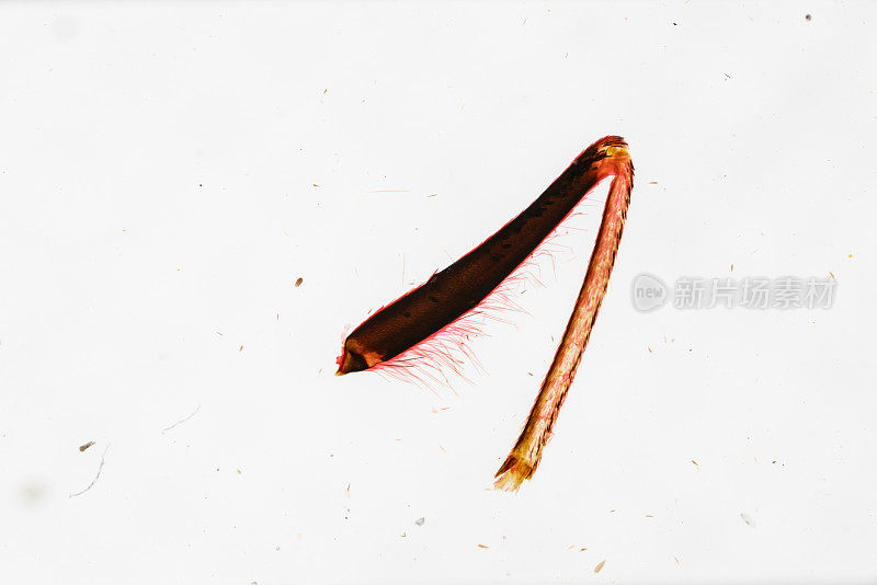 白底光显微镜下蝴蝶W.M.的天线