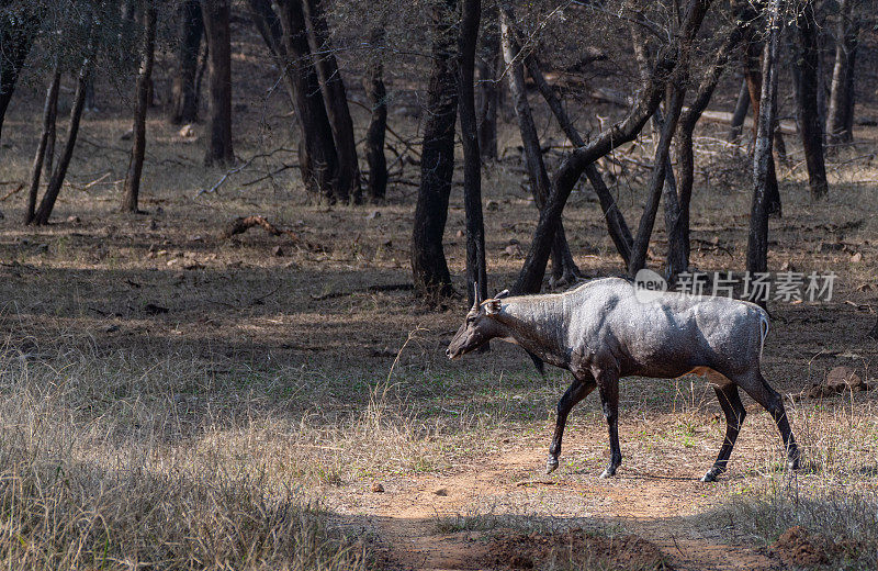 野生印度羚羊或黑羚在Ranthambore国家公园在拉贾斯坦邦，印度亚洲