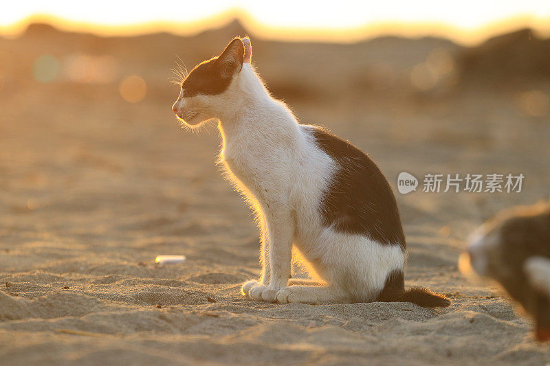 日落时分，猫在海滩上玩耍