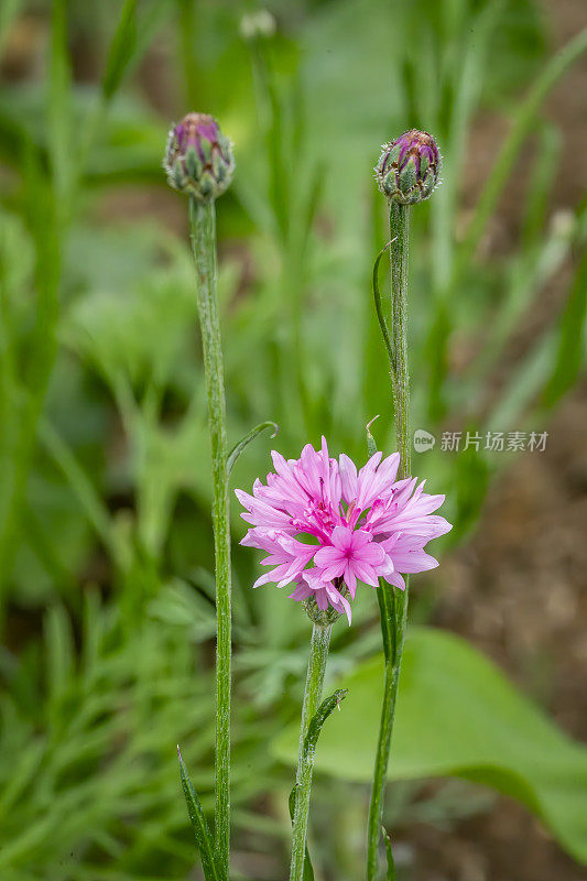 矢车菊特写