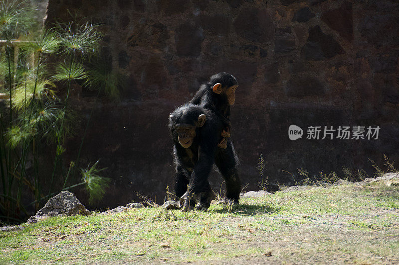 母性时刻:黑猩猩母子和谐相处