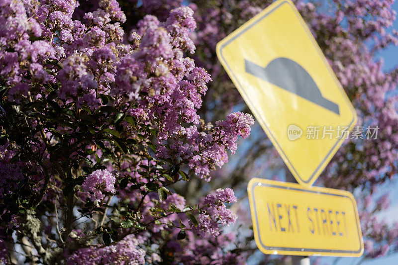 一个减速带的标志就在盛开的紫薇花旁边