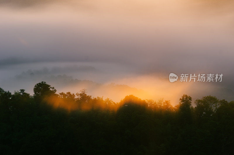 清晨的风景，金色的光线，日出，雾气笼罩着森林。