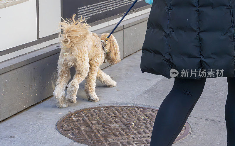 一只西班牙猎犬和贵宾犬在曼哈顿的人行道上行走