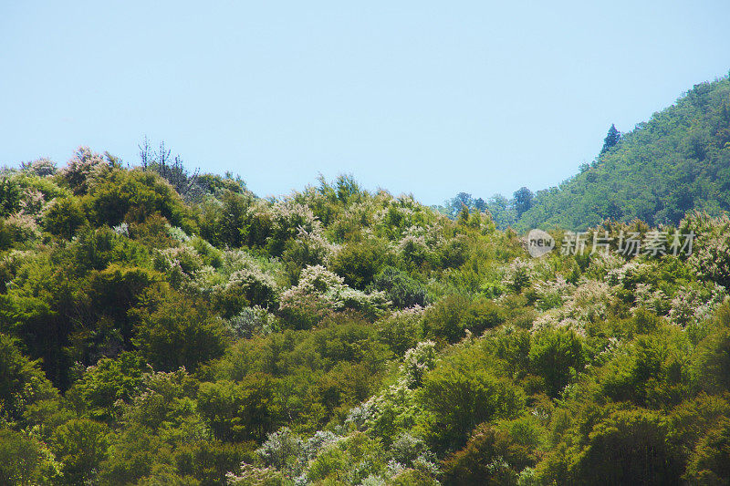 卡努卡和麦卢卡丛林背景