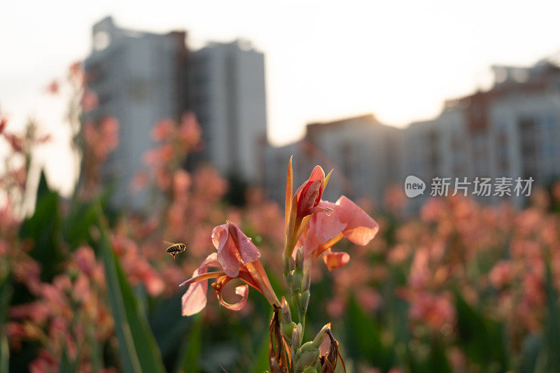 黄昏时分，阳光透过云层，在高楼住宅区旁边的公园里，黄色的蜜蜂飞到粉红色的美人蕉花芯上采集花蜜