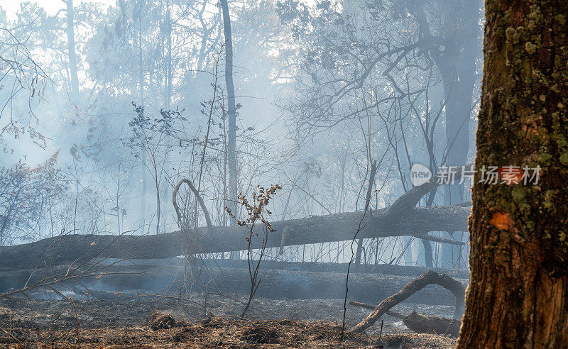 热带森林大火燃烧后，野生动物可能会因栖息地丧失和食物来源而死亡。