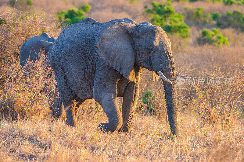 阳光下的非洲象。非洲。肯尼亚。非洲国家公园的野生动物园。肯尼亚的动物。