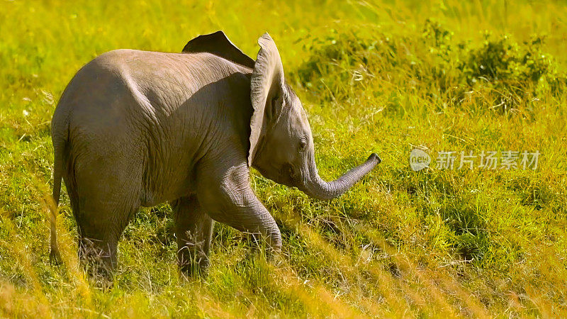 非洲野象，栖息地中的小象，马赛马拉国家保护区野生动物，肯尼亚，非洲，2021年7月