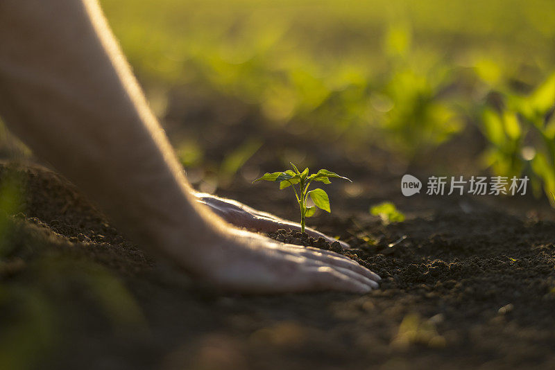 人锄着土，手栽着绿苗