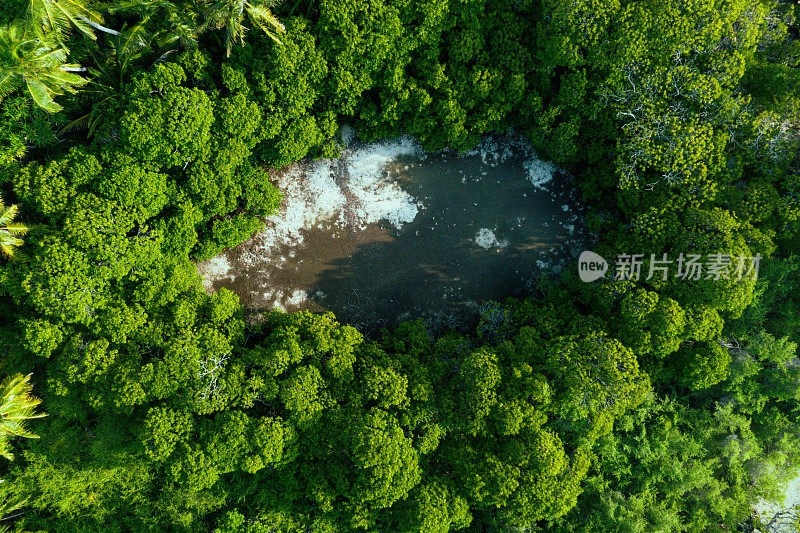 热带岛屿上棕榈树的鸟瞰图