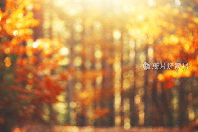日落前的秋叶