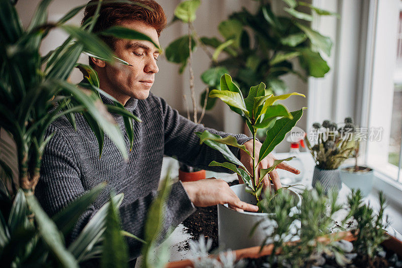 里德海德先生在家里种植室内植物