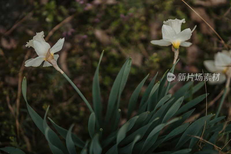 白色的水仙花儿