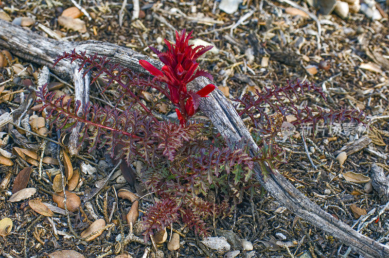 印第安勇士，马先蒿densiflora，雪松，索诺玛县，加利福尼亚州，蛇岩区;家庭列当科。