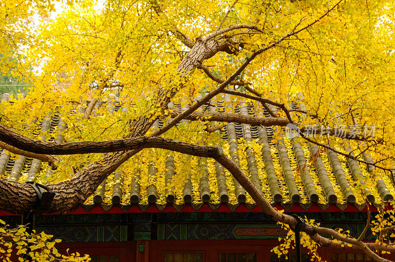 北京大觉寺银杏树的金色叶子