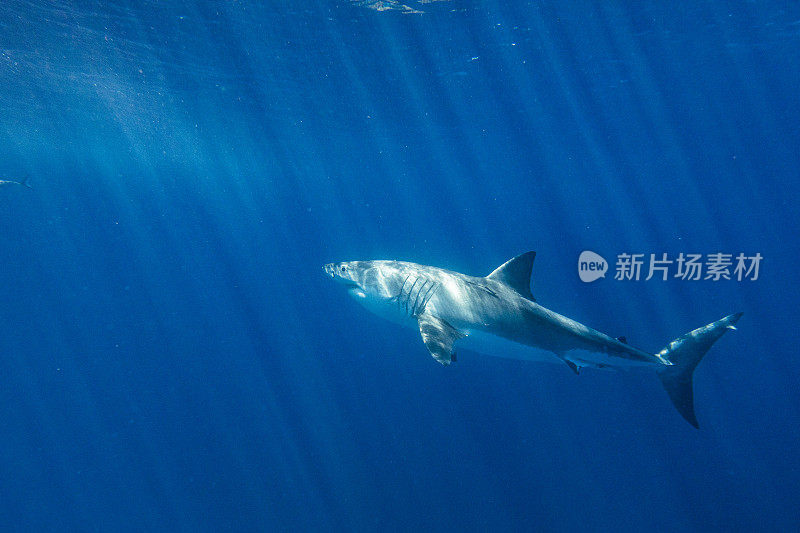 大白鲨是顶级掠食者，在明亮的阳光下在水面下游动