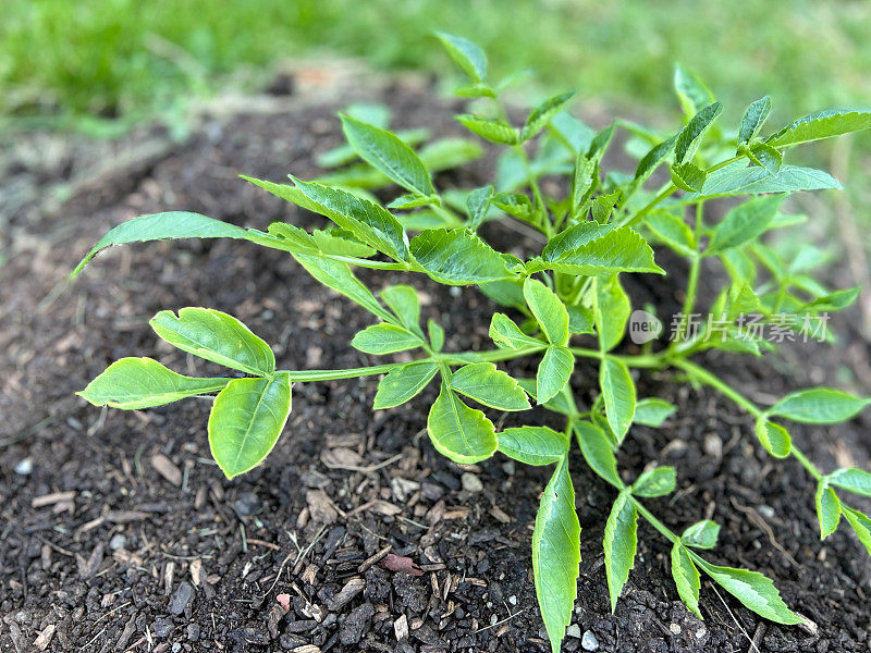 幼小的大丽花植物从块茎