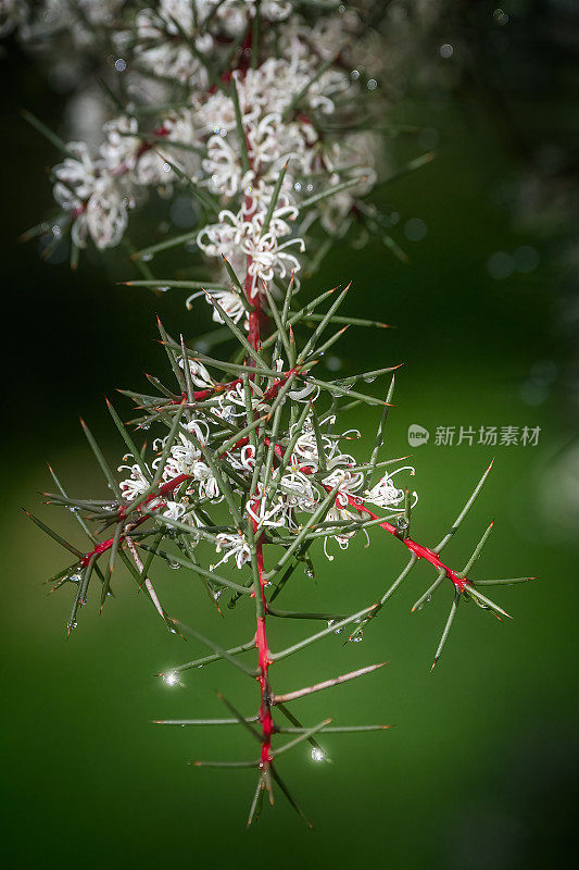 白千层属灌木,花