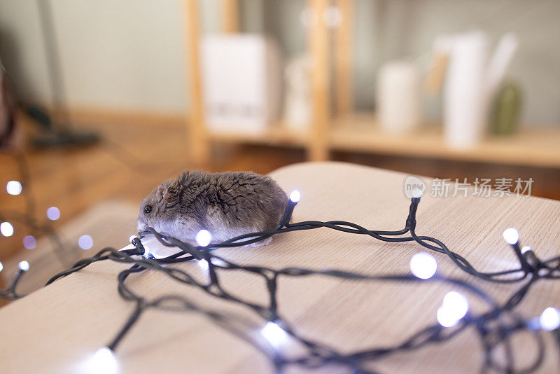 在圣诞彩灯周围嗅来嗅去的仓鼠